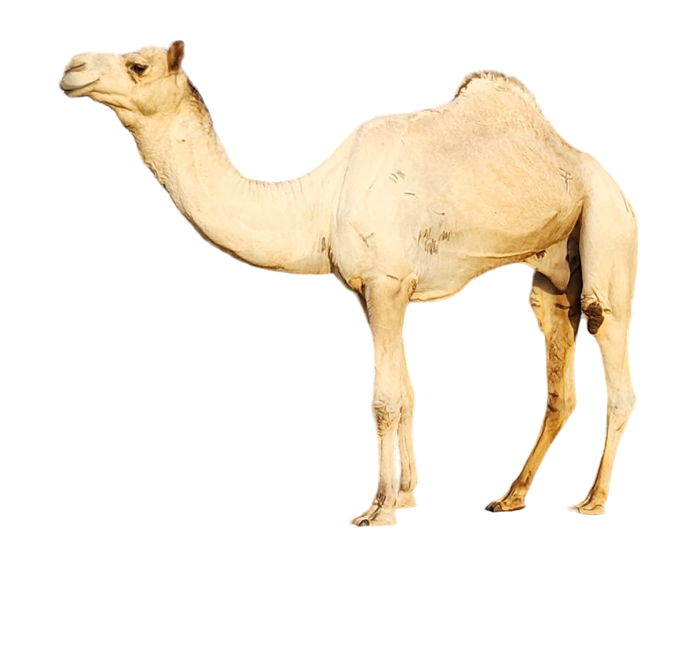 صورة الإبل 